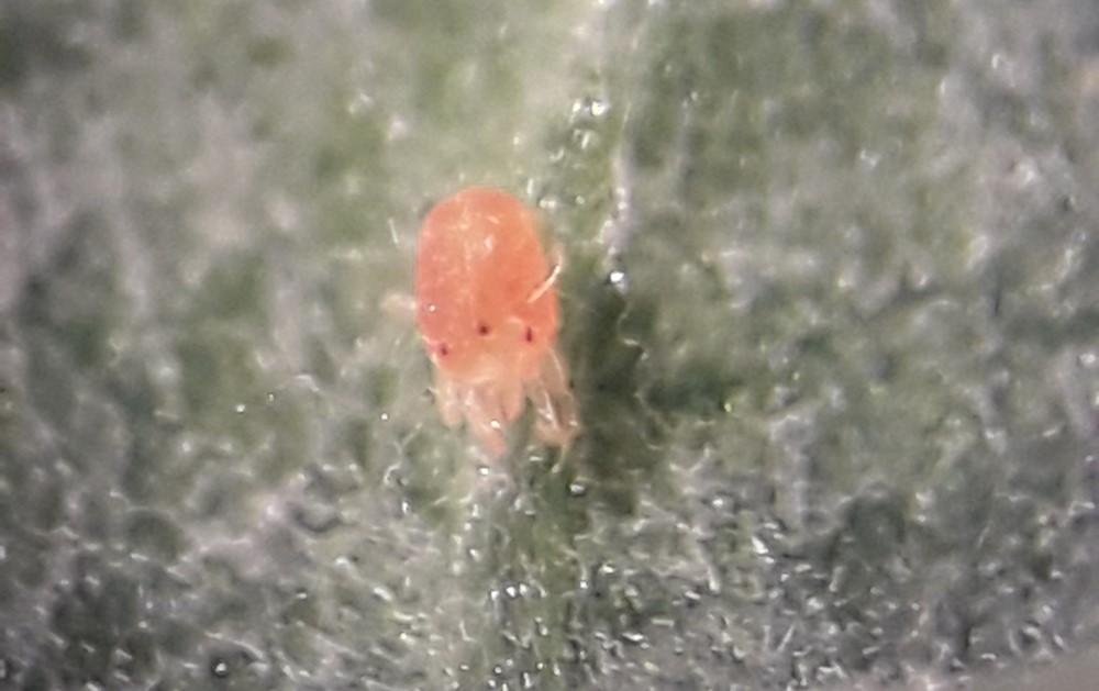 Diapause form of two-spotted spider mite. Image © ADAS Horticulture